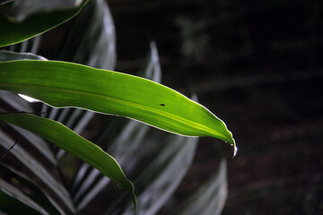 green leaves on a tree