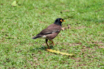 bird on the grass