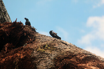 birds on the tree