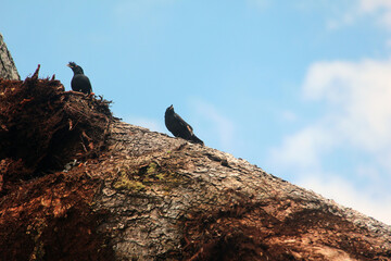 birds on the tree