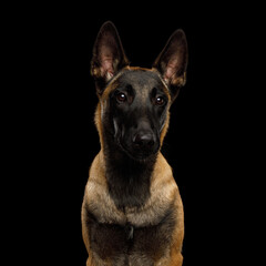Portrait of Malinois shepherd dog sitting in front of isolated black background