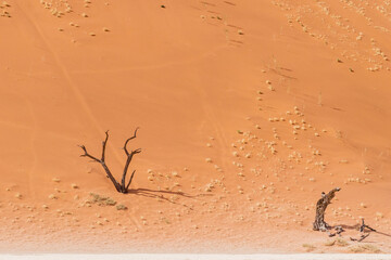 Overview of the petrified dead trees in the Deadvlei area of Namibia
