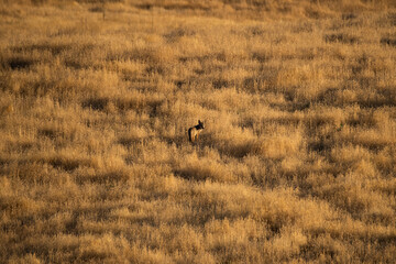 distant coyote in arid grassland