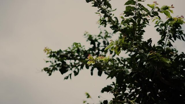 branches of a tree