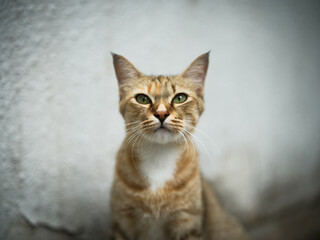 Stray Kitten Portrait