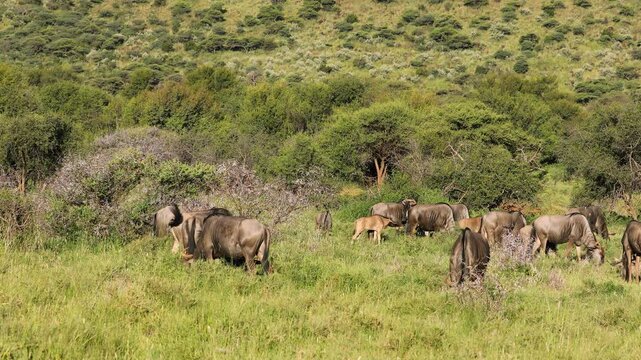 Blue wildebeest (Connochaetes taurinus) grazing in natural habitat, Mokala National Park, South Africa