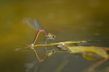 A large red damselfly depositing eggs in the water