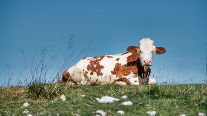 A cow laying down in a field with a blue sky