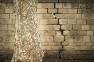 Tree in front of a big crack in an old stone wall