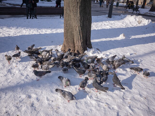 pigeons gathered on the snowy ground bottom of the tree in lviv old city