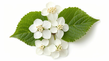 Naklejka premium A captivating top view of Plinia Cauliflora and Viburnum Dentatum trees, showcasing their unique shapes against a clean white backdrop.