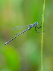 An Emerald damselfly resting on a grass