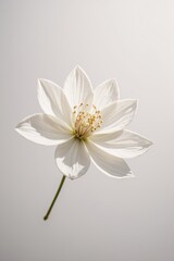 Obraz premium flower, nature, spring, blossom, beauty, 