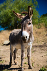 portrait of a cute donkey