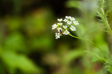 bee visits flower blooming in spring