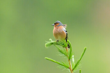 A male common chaffinch sitting on top of a tree