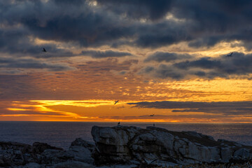 Sunset over Bird Island with Cape gannet (Morus capensis) marine birds flying above it. Lambert's Bay, Western Cape. South Africa
