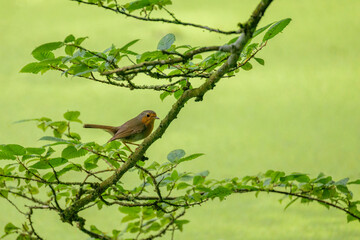 A cute little European robin sitting on a twig