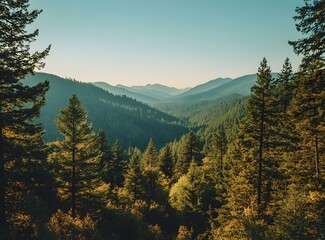 Obraz premium Aerial View of a Lush Green Forest in the Mountains
