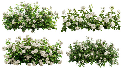 Set of beautiful white roses with lush green leaves, cut out © Yeti Studio
