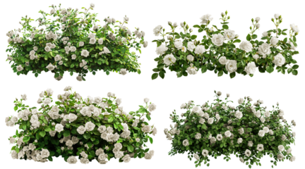 Set of beautiful white roses with lush green leaves, cut out