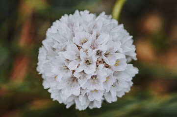 close up of a white flower