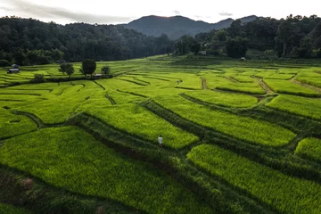 Rice field aerial view In the evening