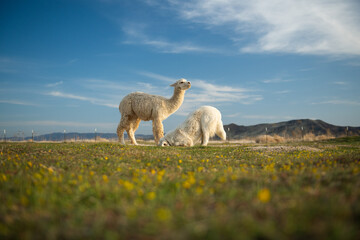 white dog digs for gophers while white alpaca supervises