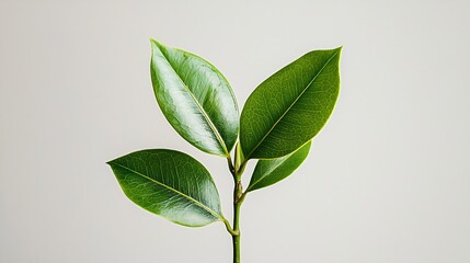 Obraz premium Ficus Leaf Isolated on White Background : Generative AI