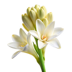 Obraz premium Tuberose Flower Isolated on Transparent Background