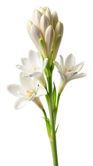Naklejka premium Tuberose Flower Isolated on Transparent Background
