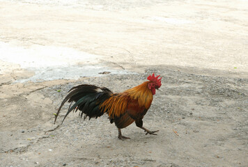 Brown chicken walking around on the cement floor