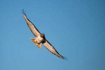 red tailed hawk in flight with blue sky
