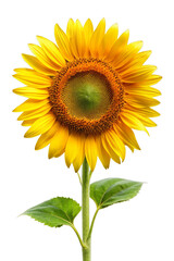 Fototapeta premium Sunflower Isolated on Transparent Background - High-Quality Image