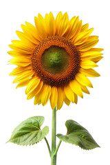 Fototapeta premium Sunflower Isolated on Transparent Background - High-Quality Image