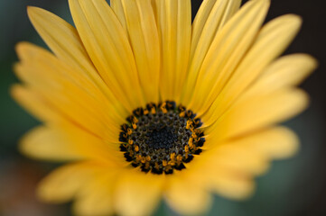 Fototapeta premium close up of yellow flower