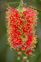 close up of red flower