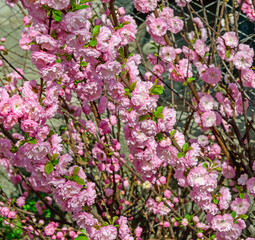 Fototapeta premium Flowering bush of Prunus triloba in spring sunlight.
