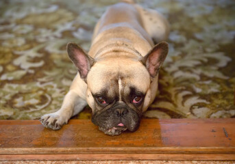 The bulldog is lying on the threshold of the doorway.