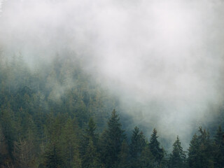 Morning valley mystic pine autumn forest mountain mist fog above trees up view