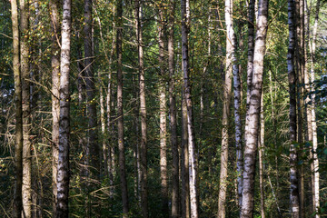 Fototapeta premium Birch Forest at Saxon Switzerland National Park, or Nationalpark Sächsische Schweiz