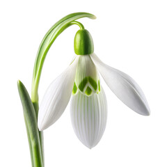 Obraz premium Snowdrop Flower Isolated on Transparent Background – High-Quality Image