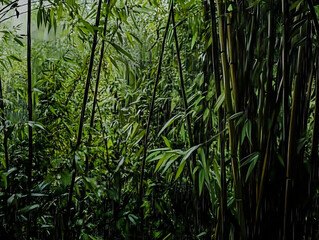 Obraz premium Lush bamboo forest: nature's green splendor