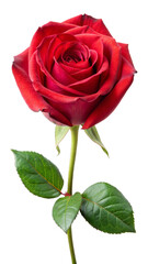 Rose Flower Isolated on Transparent Background for Elegant Design