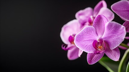 A luxurious purple orchid, its elegant petals sharply contrasted by a black backgroundIdeal for use in beauty or high-end brand visuals
