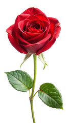 Fototapeta premium Rose Flower Isolated on Transparent Background for Elegant Design