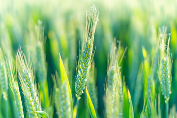 Rice under the Sun
