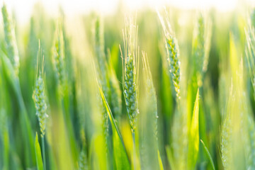 Rice under the Sun