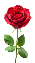 Rose Flower Isolated on Transparent Background for Elegant Design