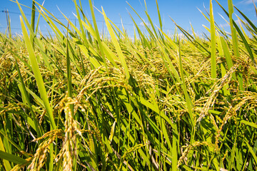 Rice field and blue sky.